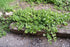 4" Creeping Jenny plant photo