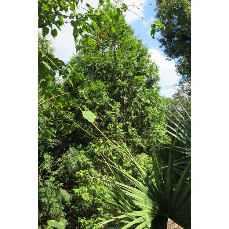 Arborvitae &