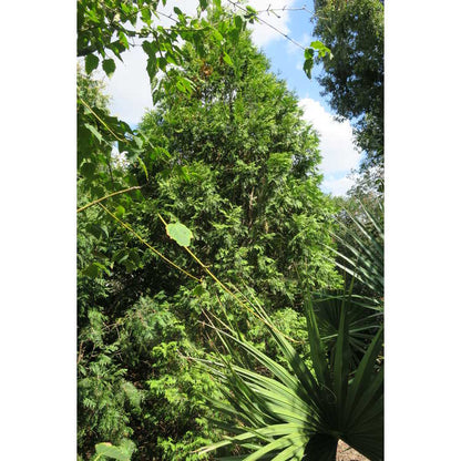Arborvitae &