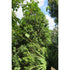 Arborvitae &