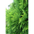 Arborvitae &