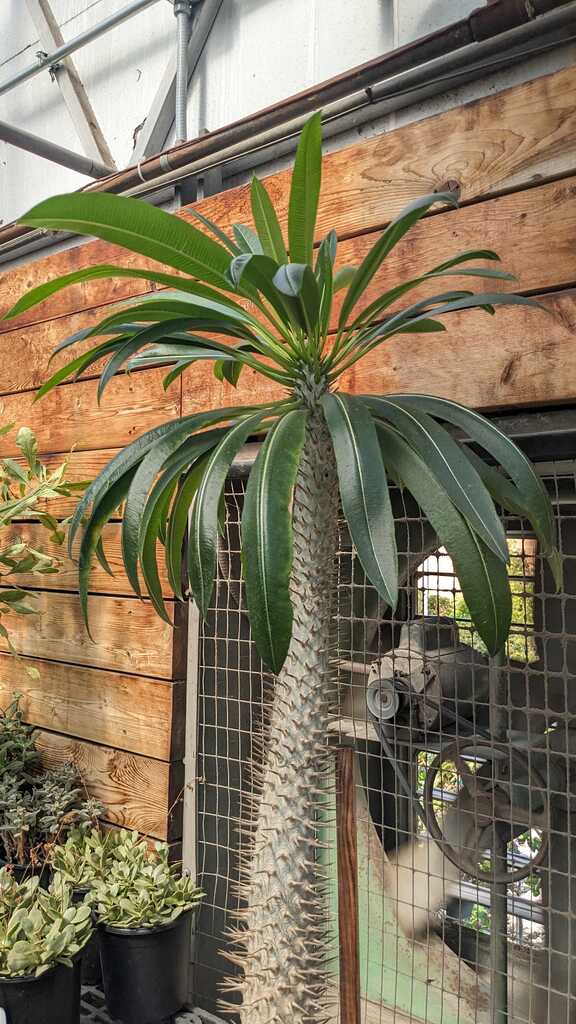 Madagascar Palm