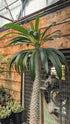 Madagascar Palm