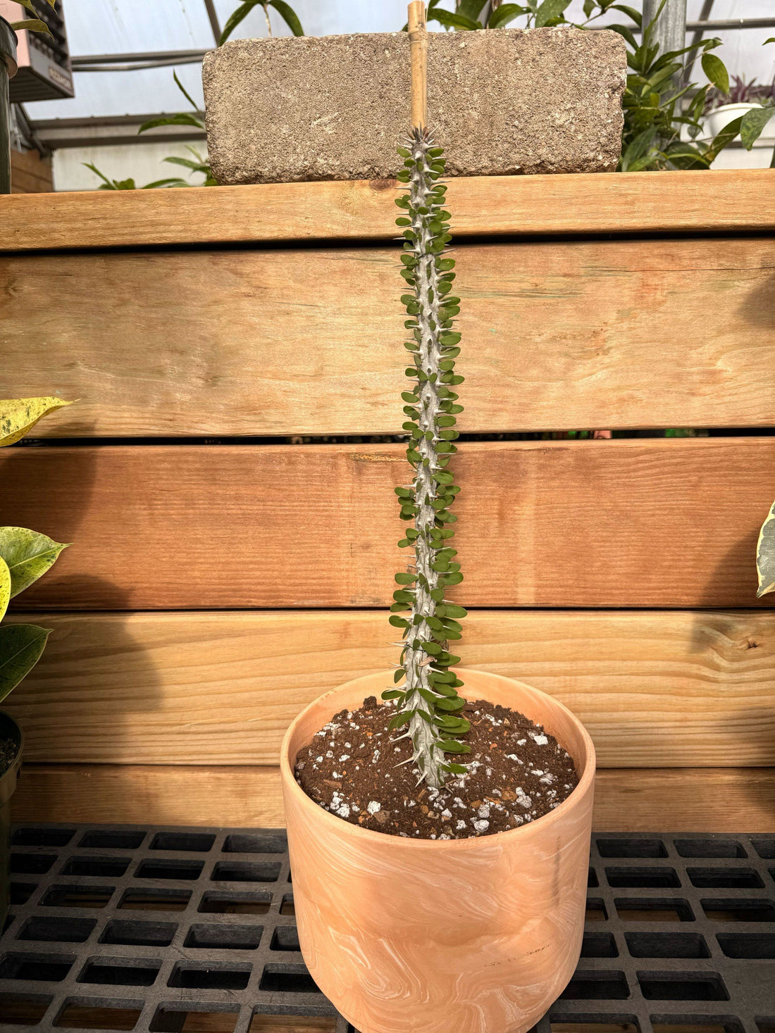 1g Succulent Allaudia procera