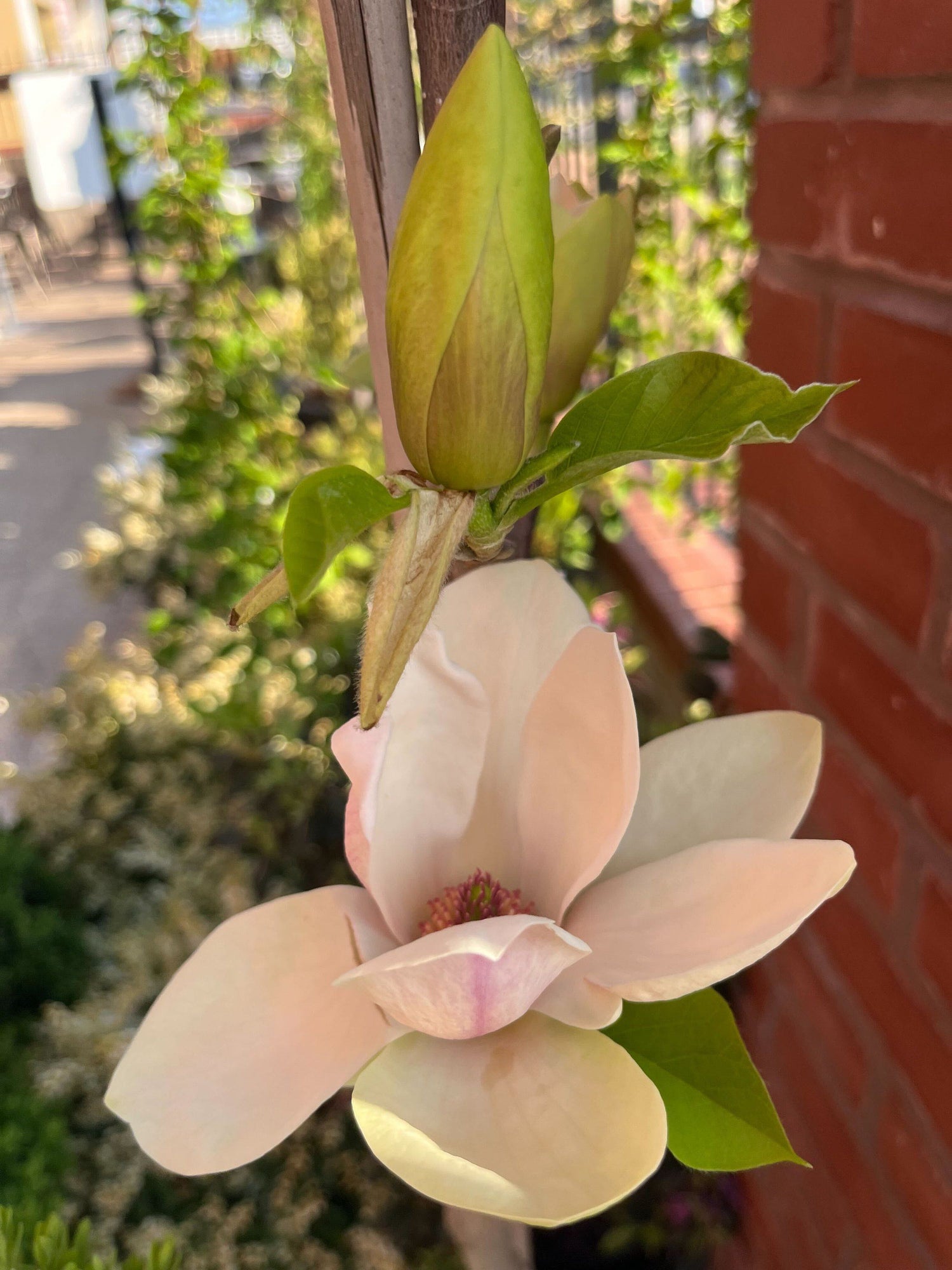 Magnolia &