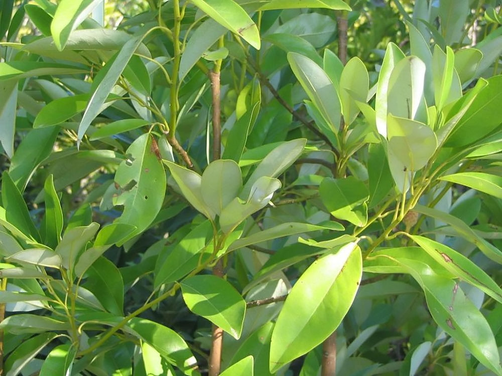 Magnolia &