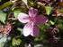 Crabapple &