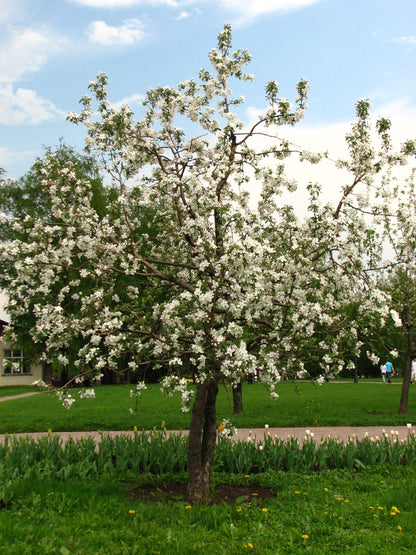 Mystery Apple 