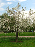 Mystery Apple 