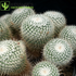 6" Cactus plant photo