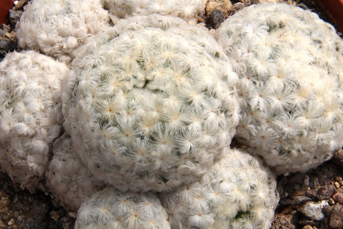 4" Cactus Feather plant photo