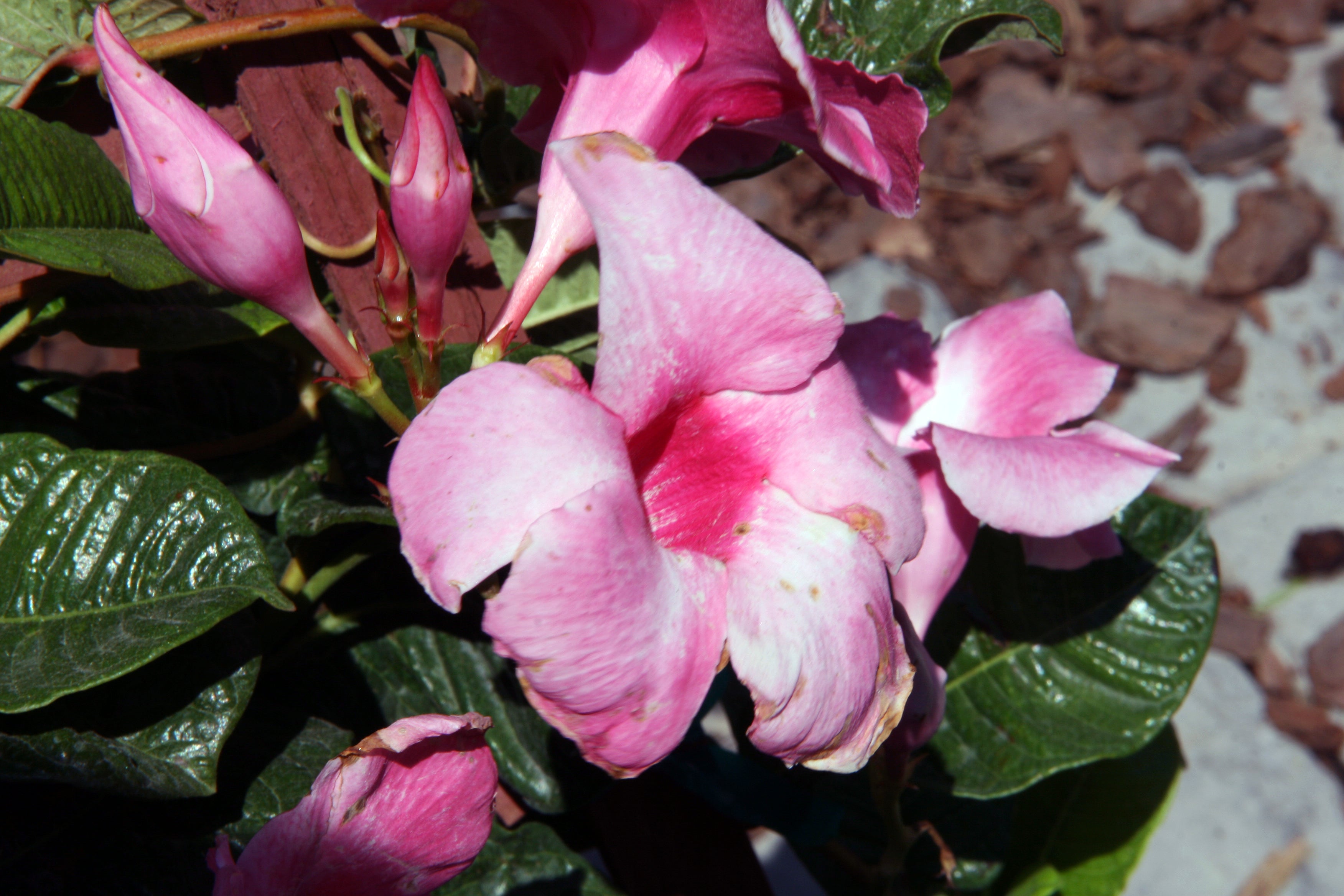 6" Dipladenia Bush plant photo