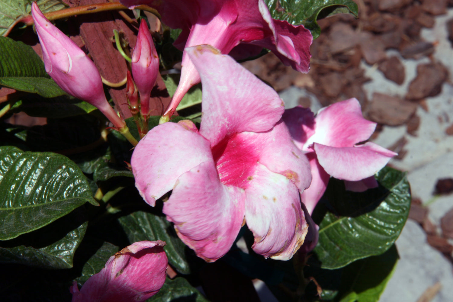 10" Dipladenia Bush plant photo