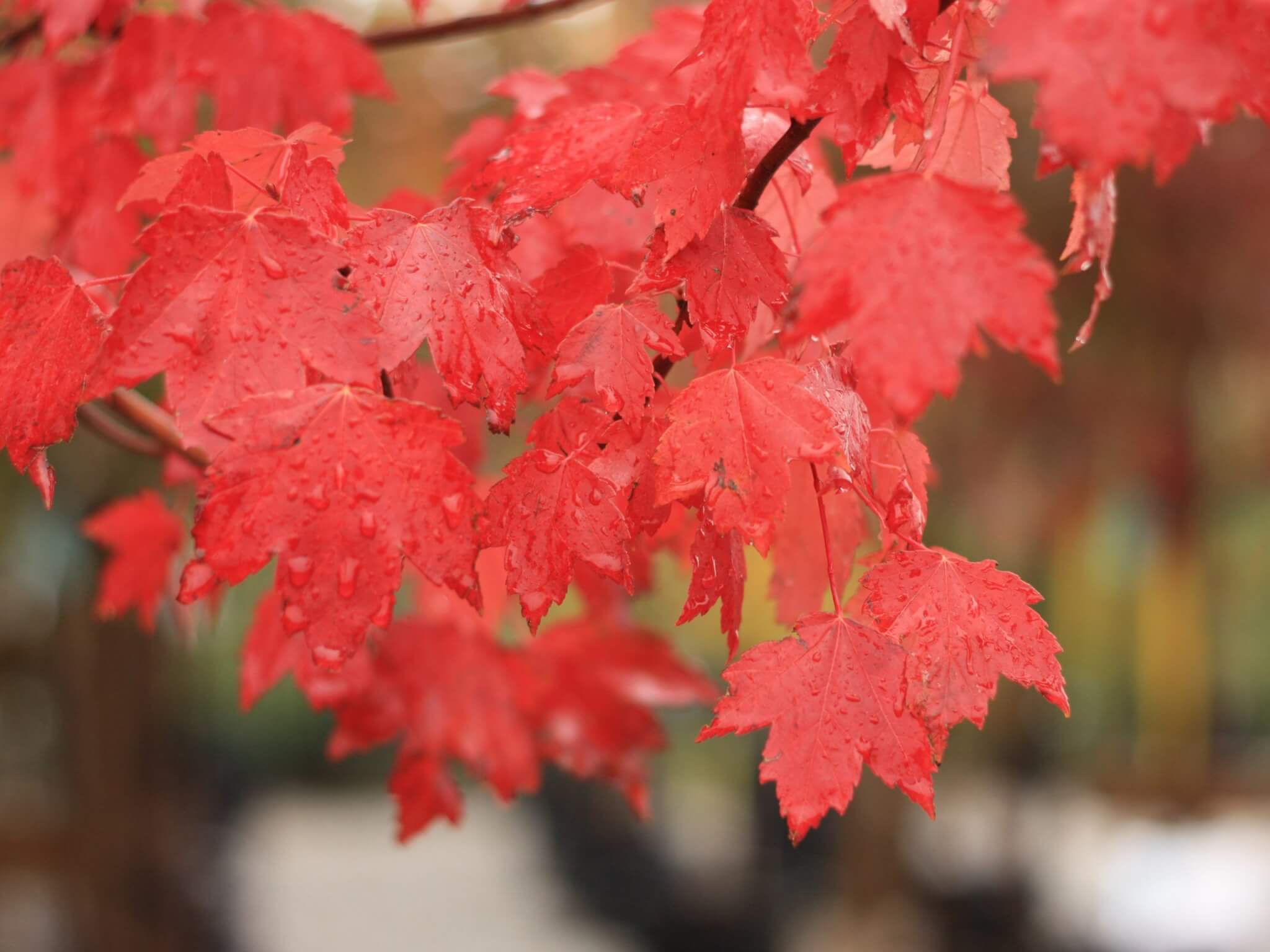 Maple &