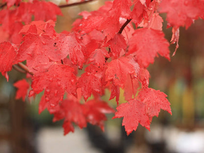 Maple &