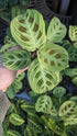 Maranta Gold Lines