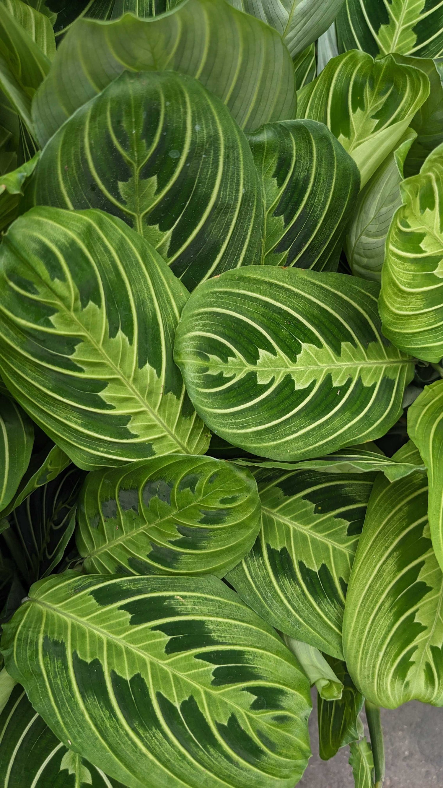 Maranta Lemon Lime