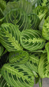 Maranta Lemon Lime