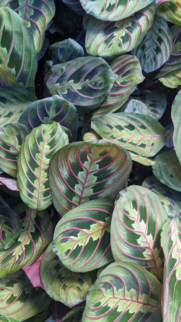 Maranta Red