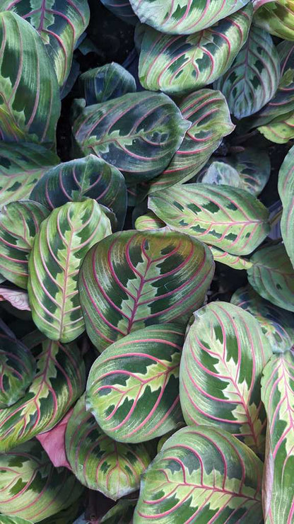 Maranta Red