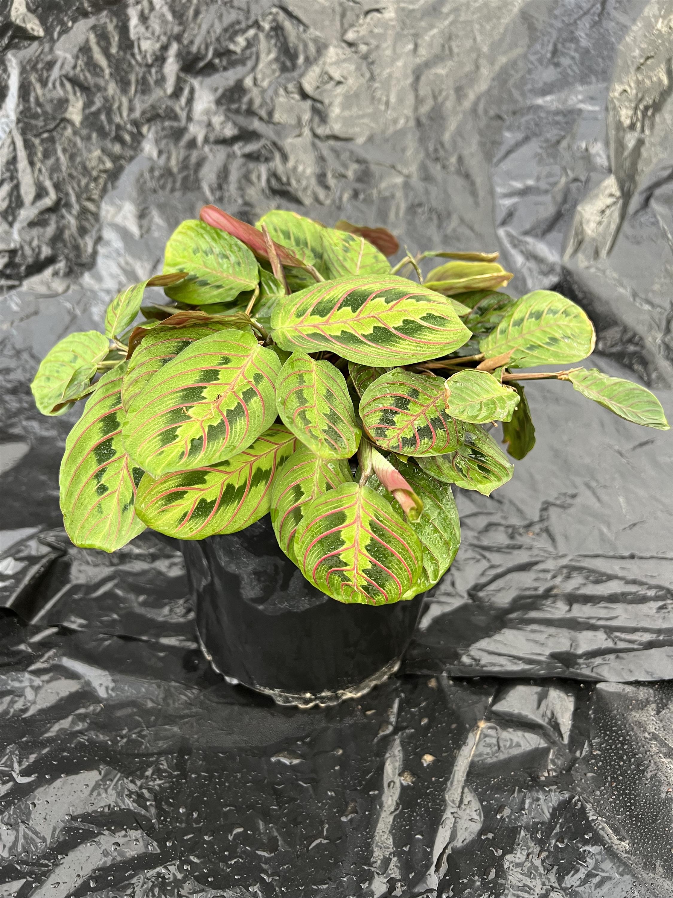 Maranta Red plant photo