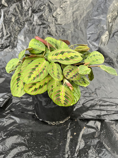 Maranta Red plant photo