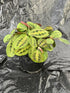 Maranta Red plant photo
