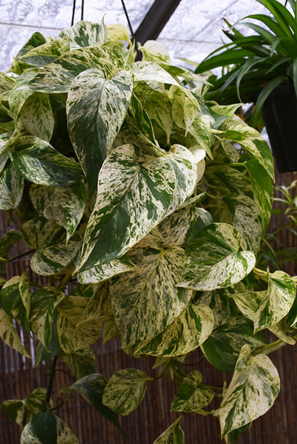 6" Pothos Marble Queen