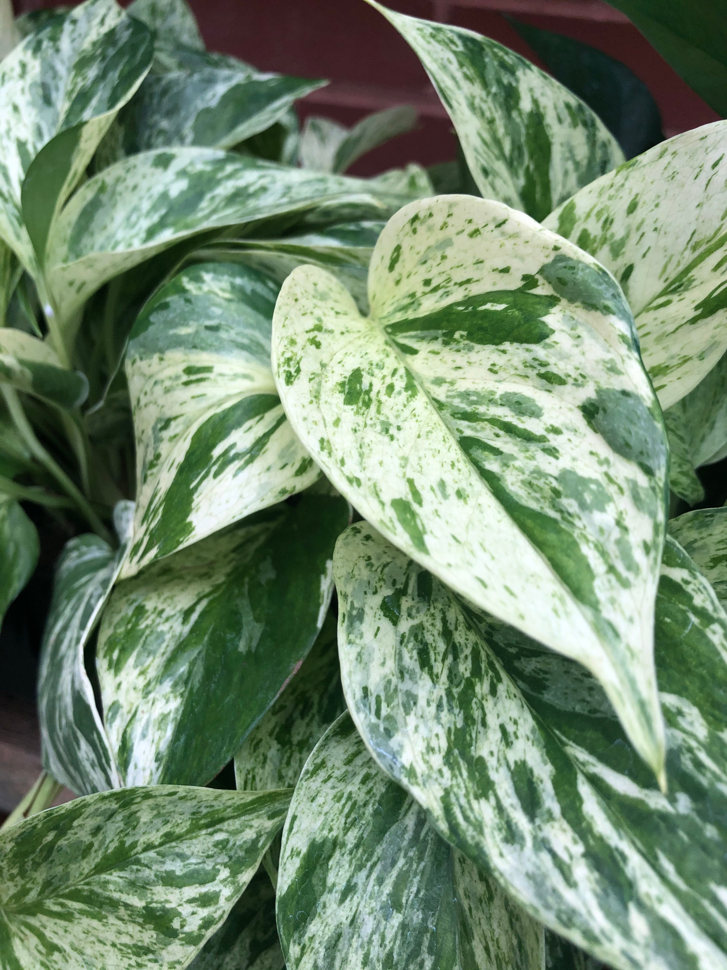 8" Pothos Marble Queen