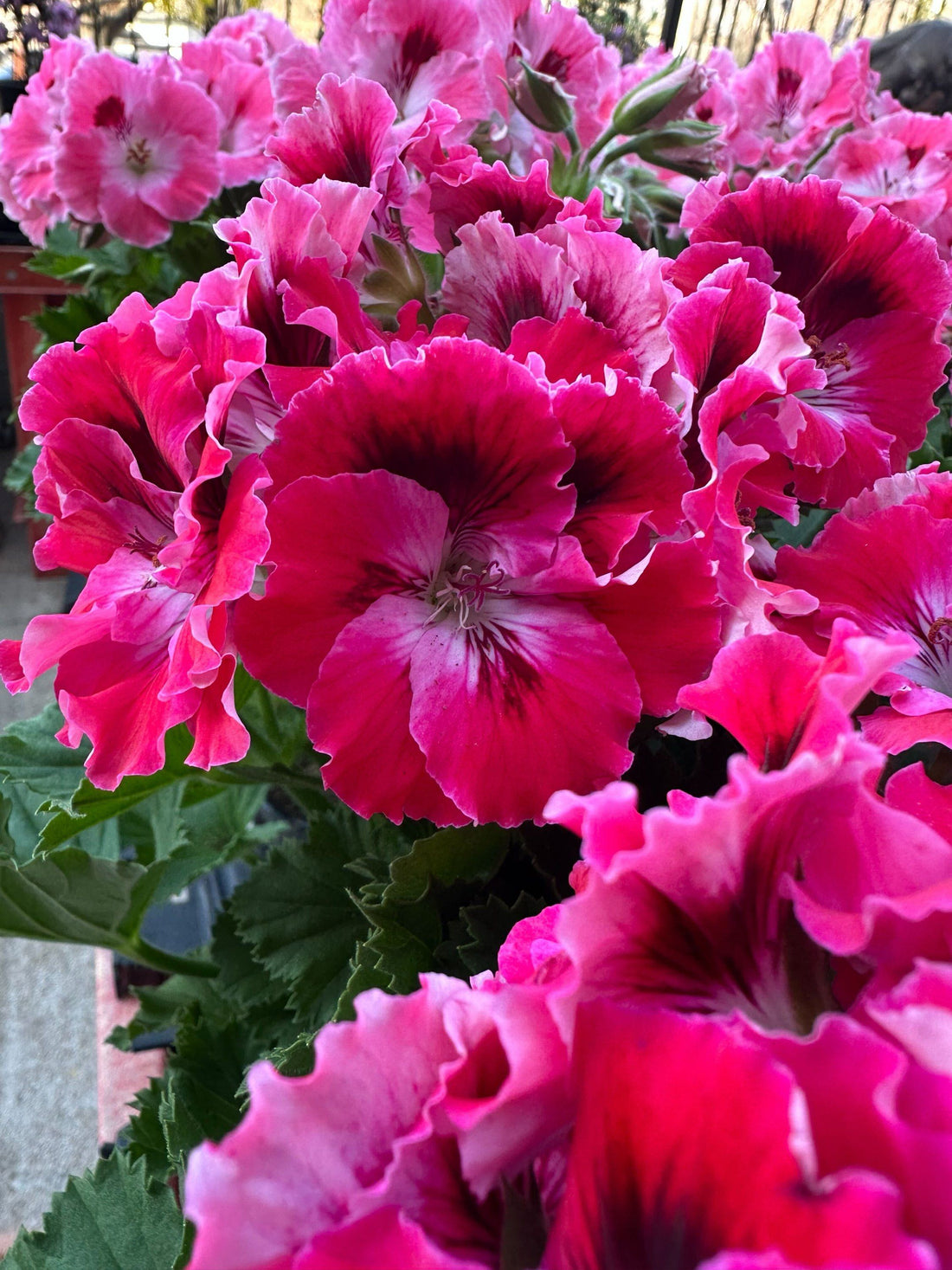 5" Geranium Martha Washington
