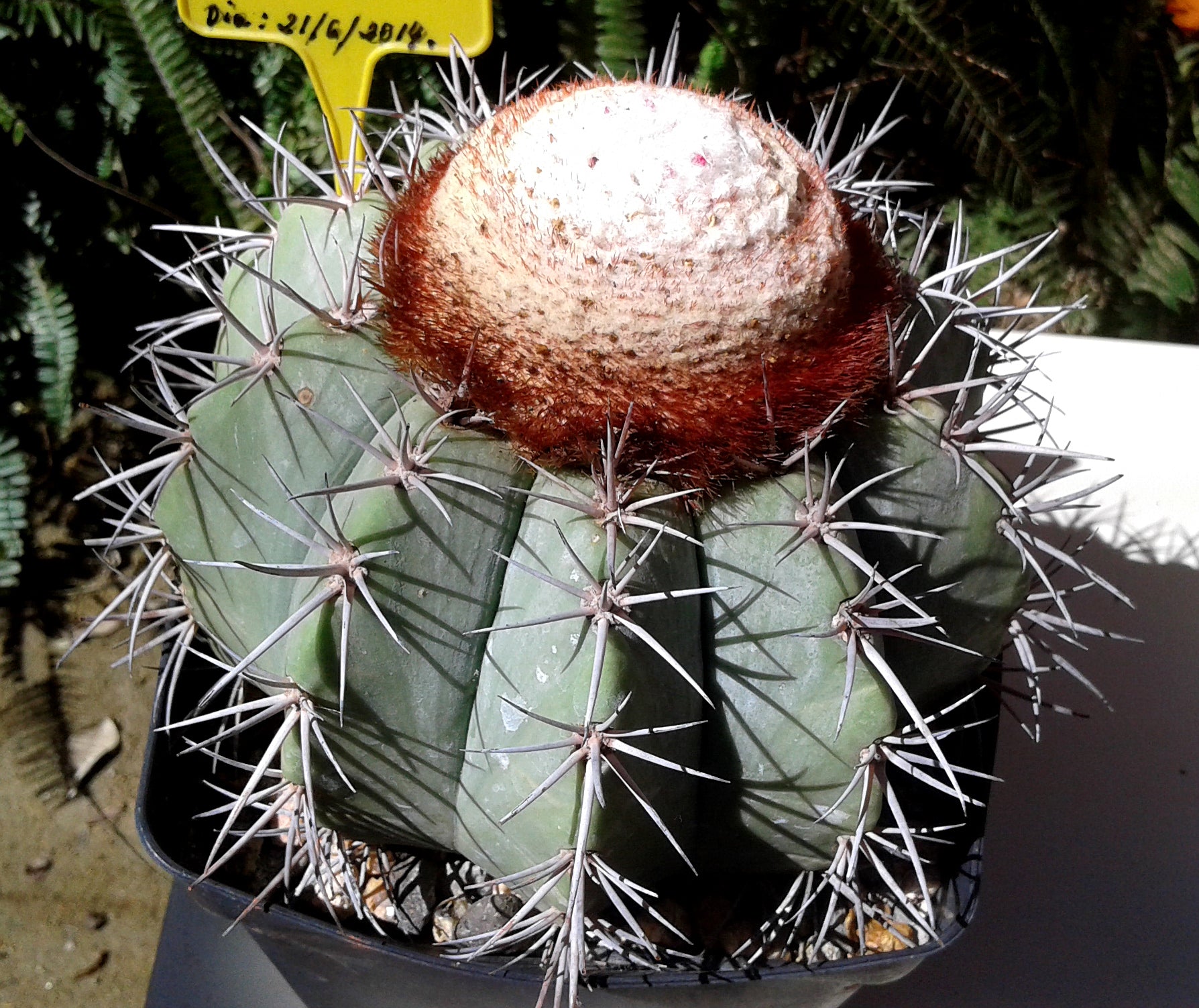 6in Melocactus Azureus plant photo
