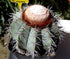 6in Melocactus Azureus plant photo