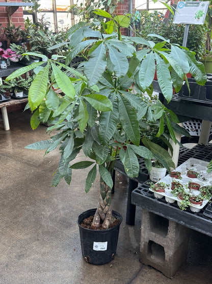 Large Money Tree