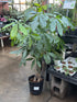 Large Money Tree