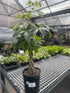 Small Money Tree