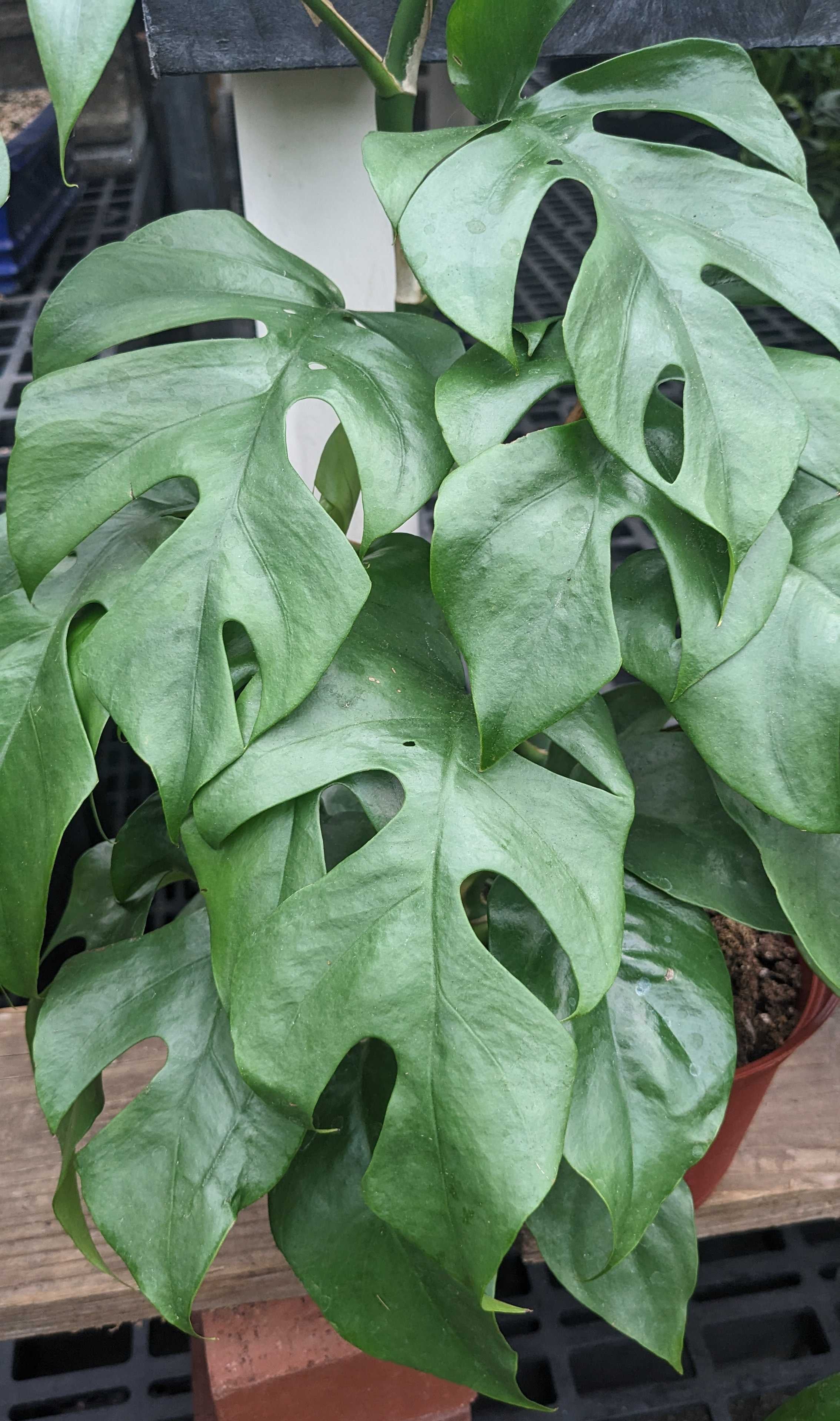 Monstera Blue Steel