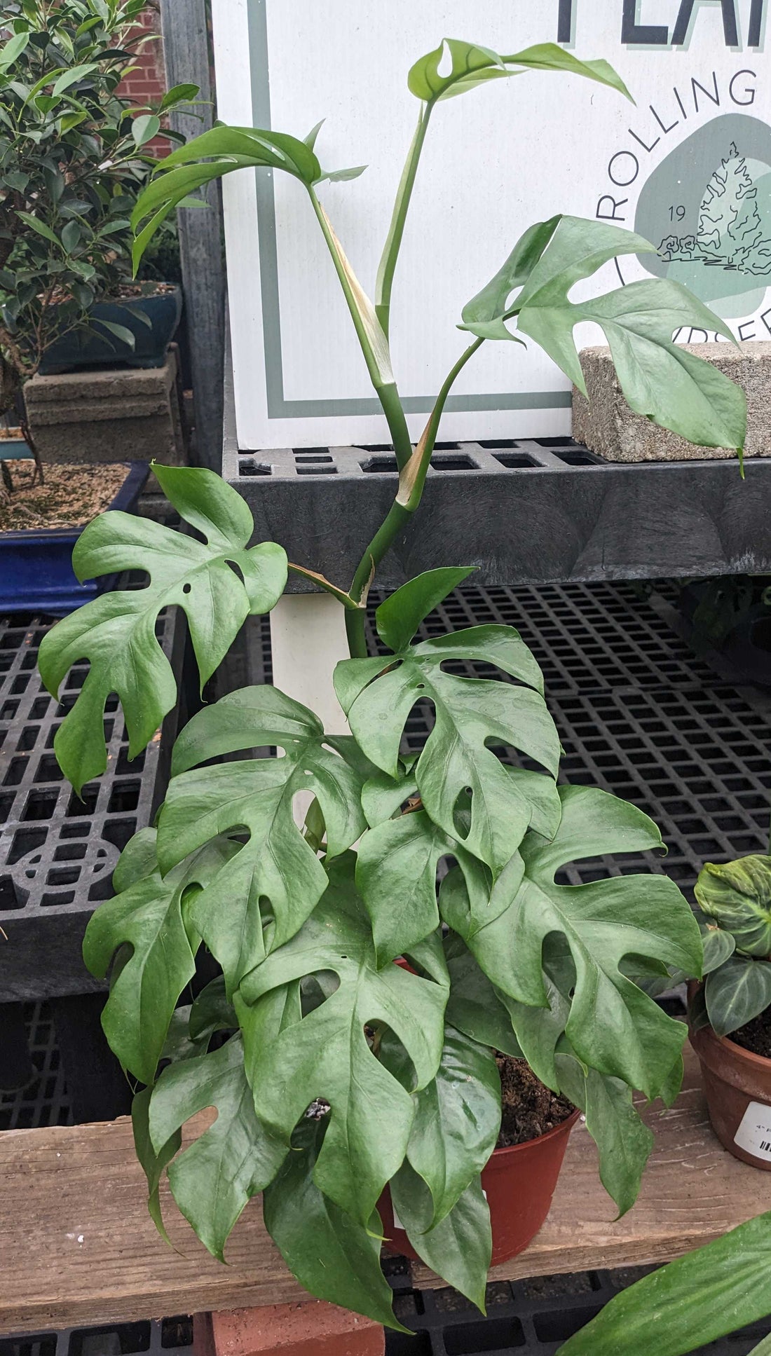 Monstera Blue Steel