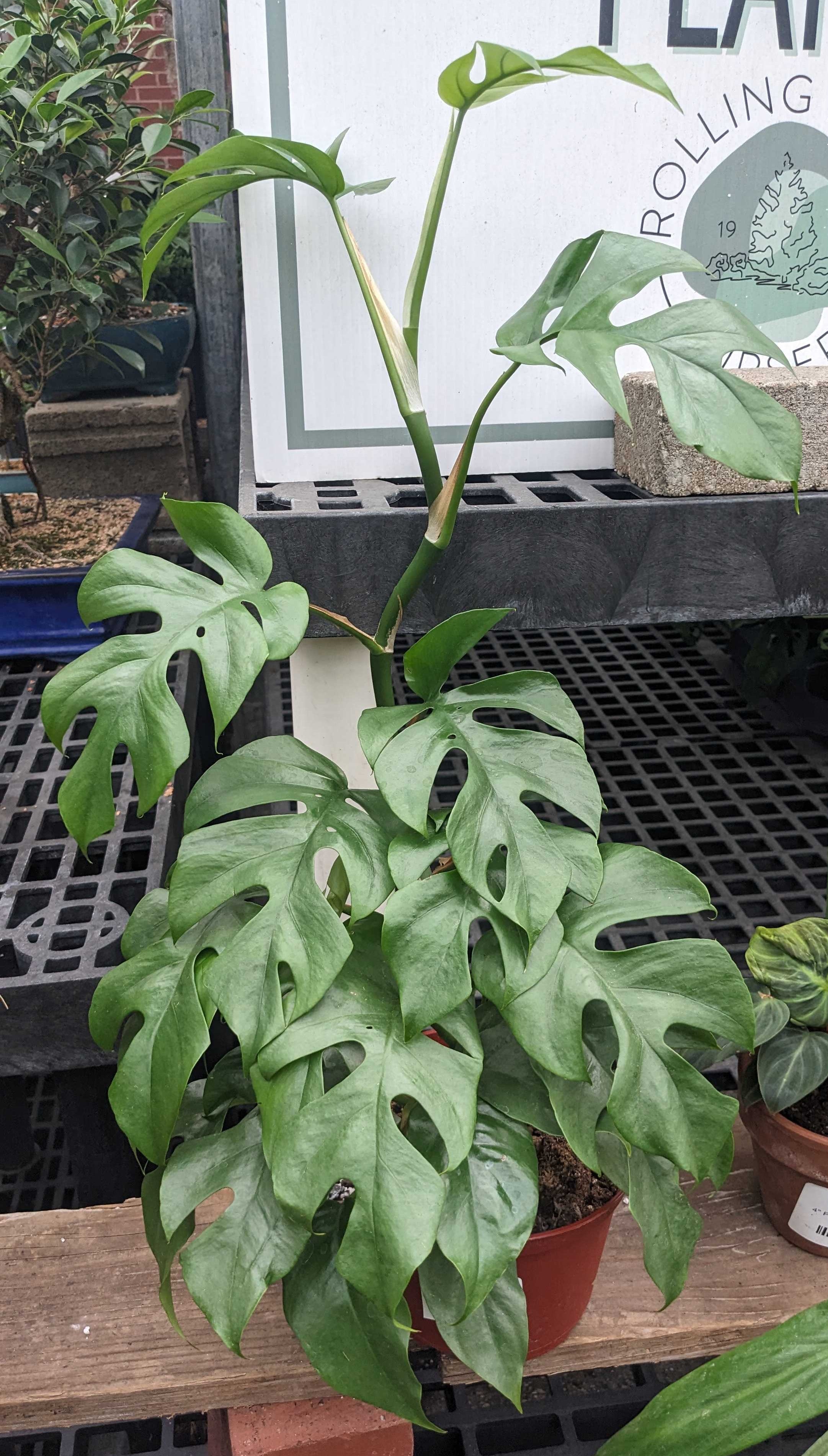 Monstera Blue Steel