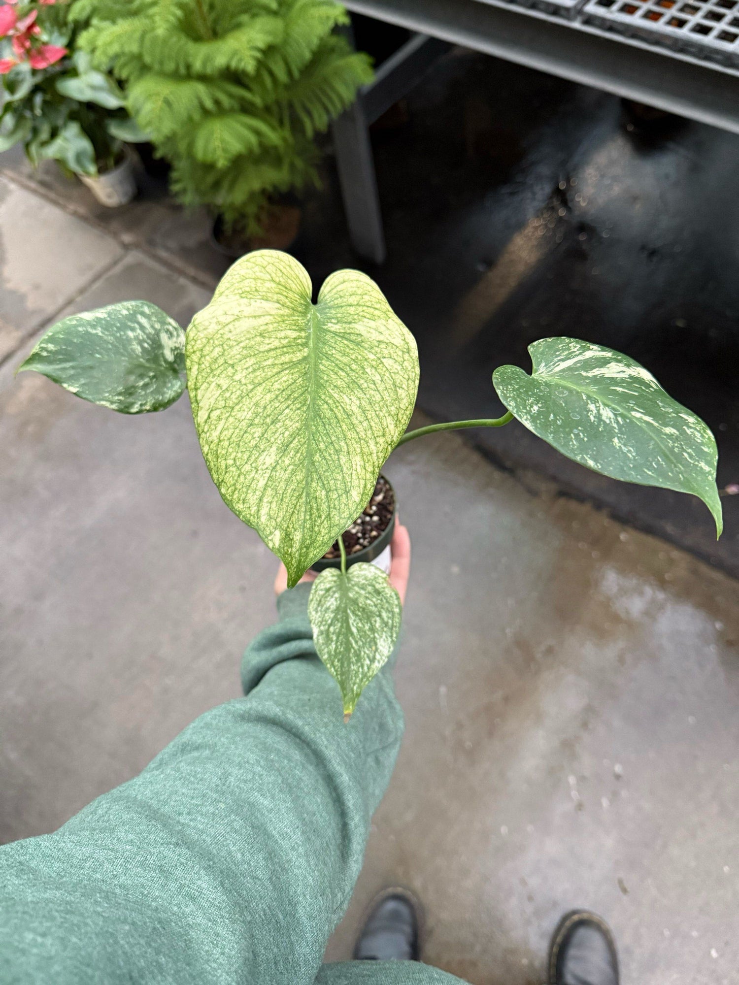 4" Monstera Mint Variegated