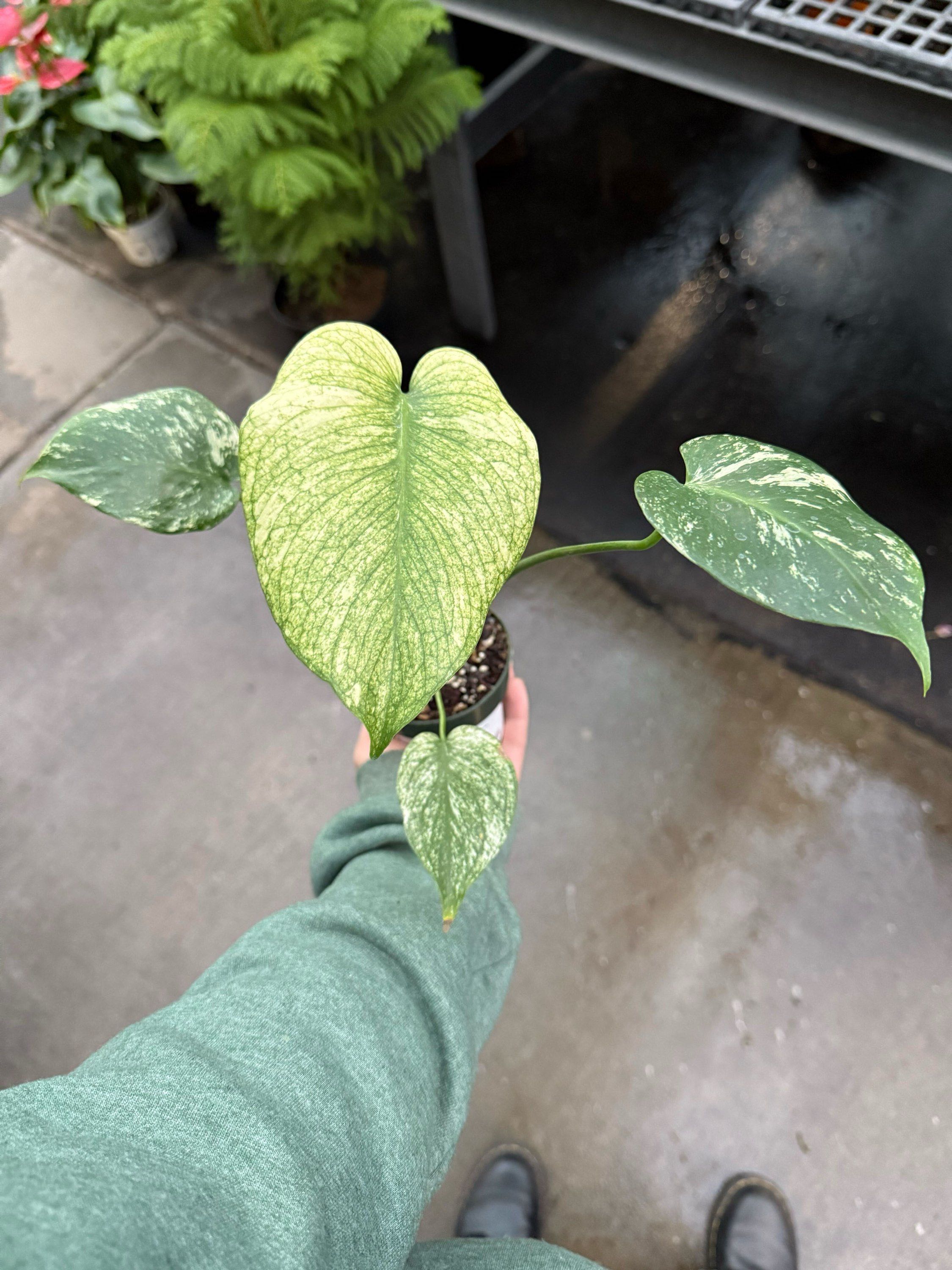 4" Monstera Mint Variegated