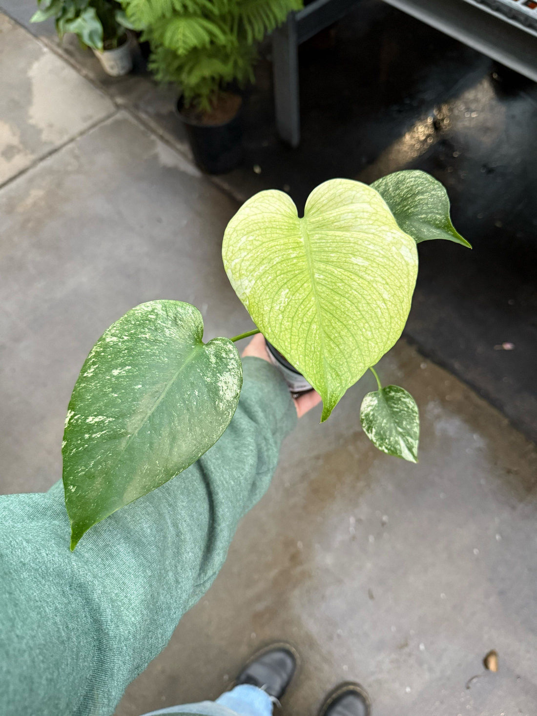 4" Monstera White Monster