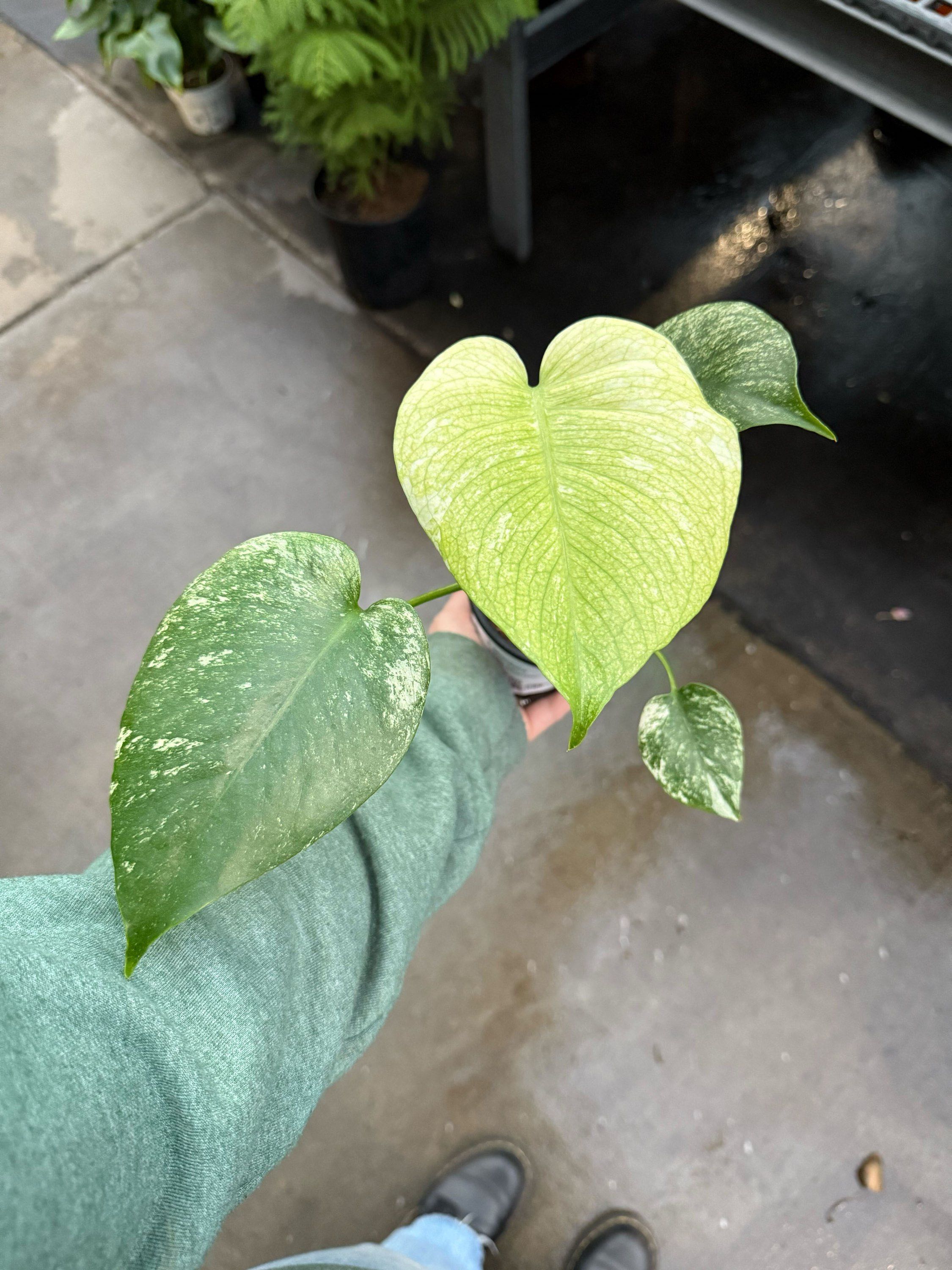 4" Monstera White Monster