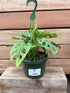 Monstera Adansonii Hanging Basket