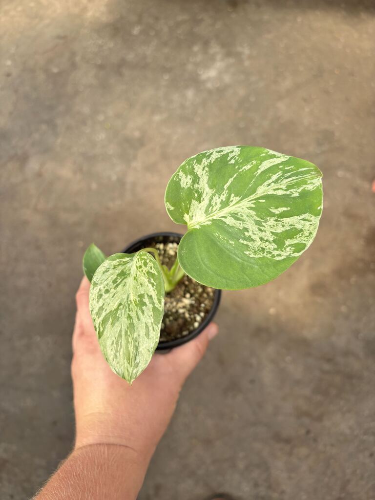 Monstera Bulbasaur