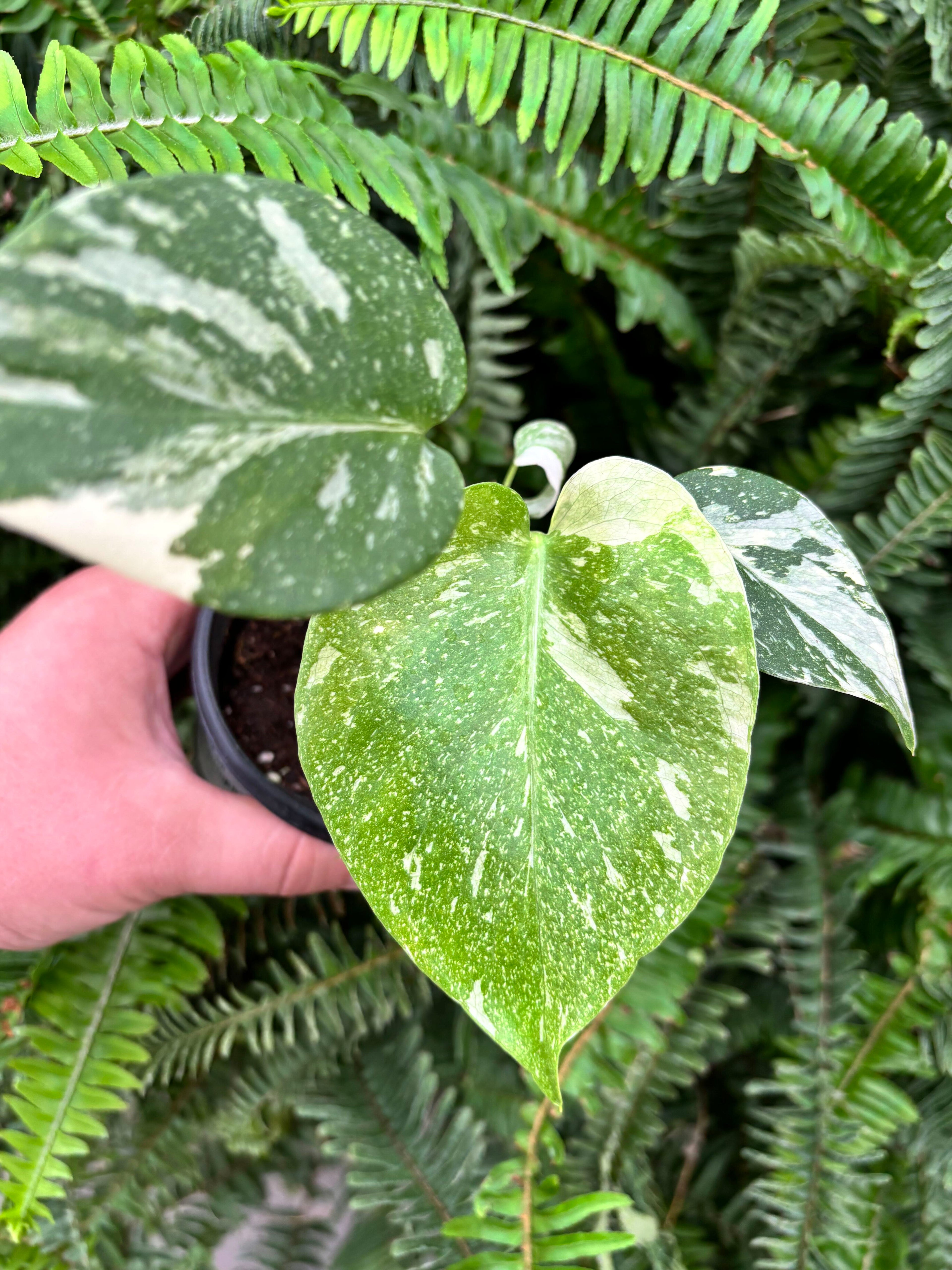 Monstera Creme Brulee