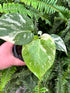 Monstera Creme Brulee