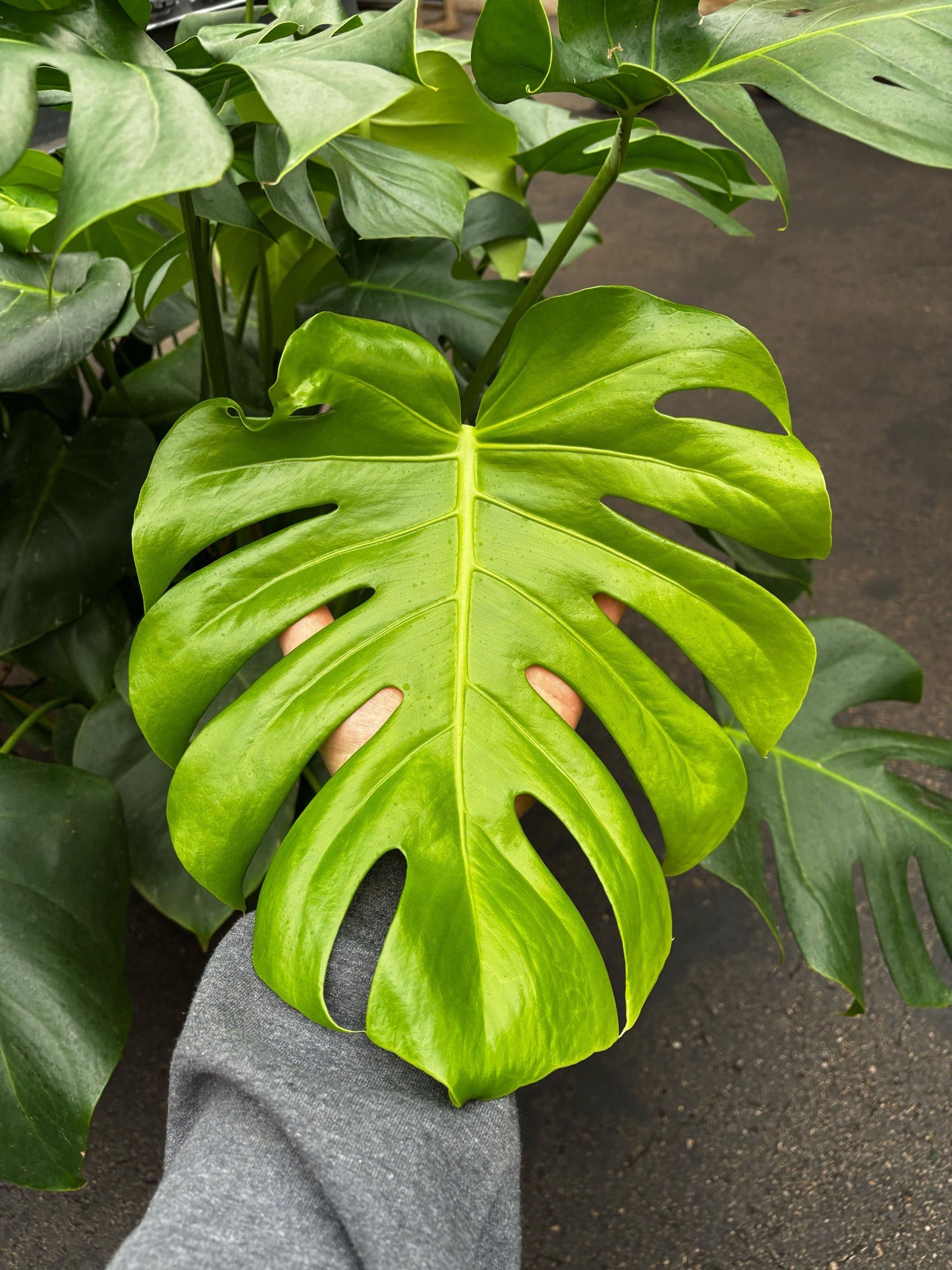 Monstera Deliciosa plant photo