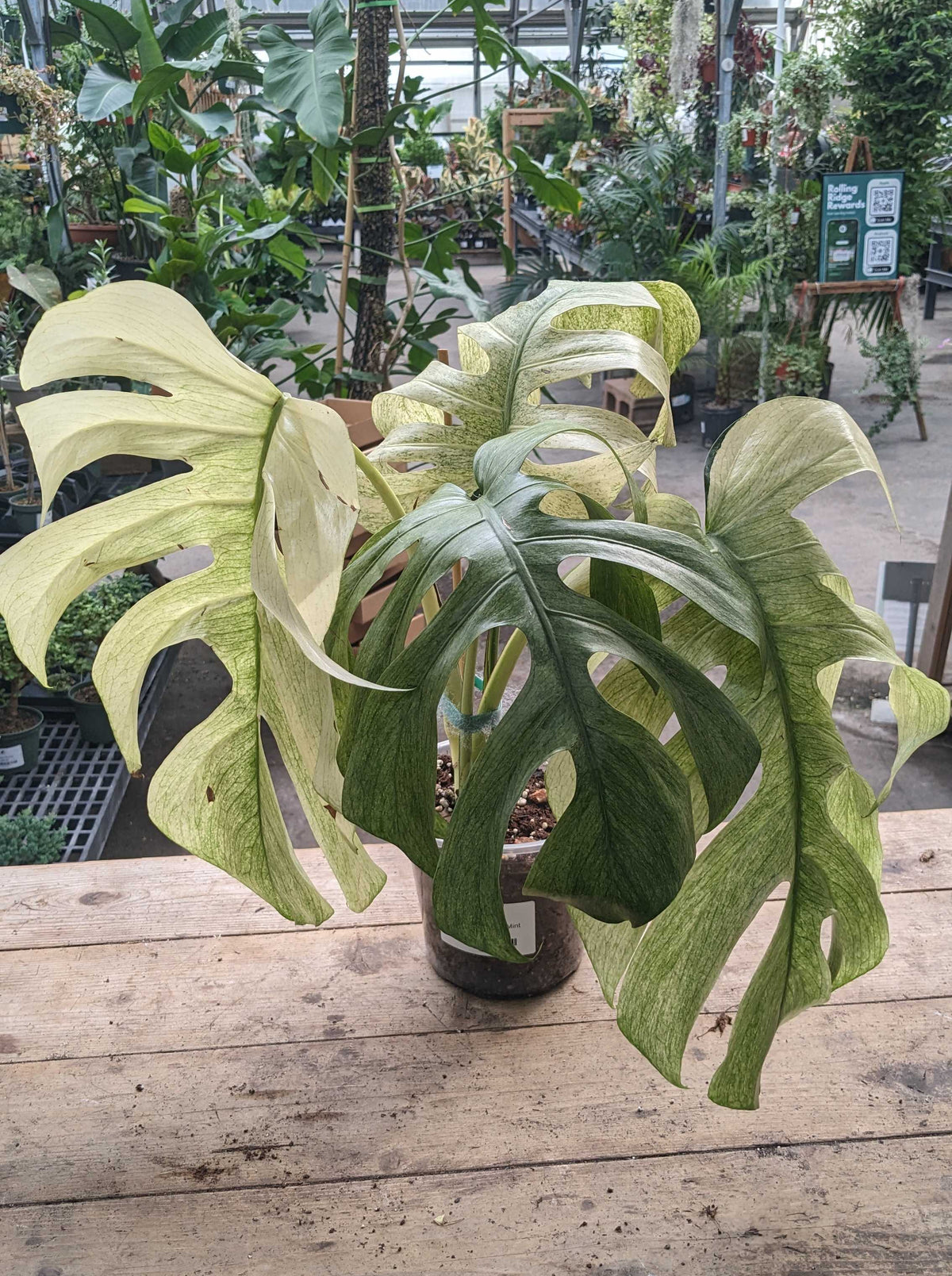 Monstera Jungle Mint
