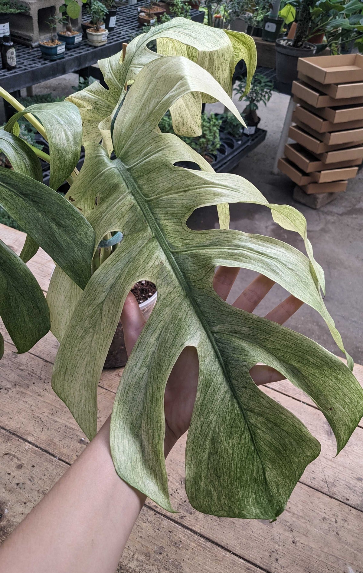 Monstera Jungle Mint
