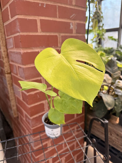 Monstera Super Golden